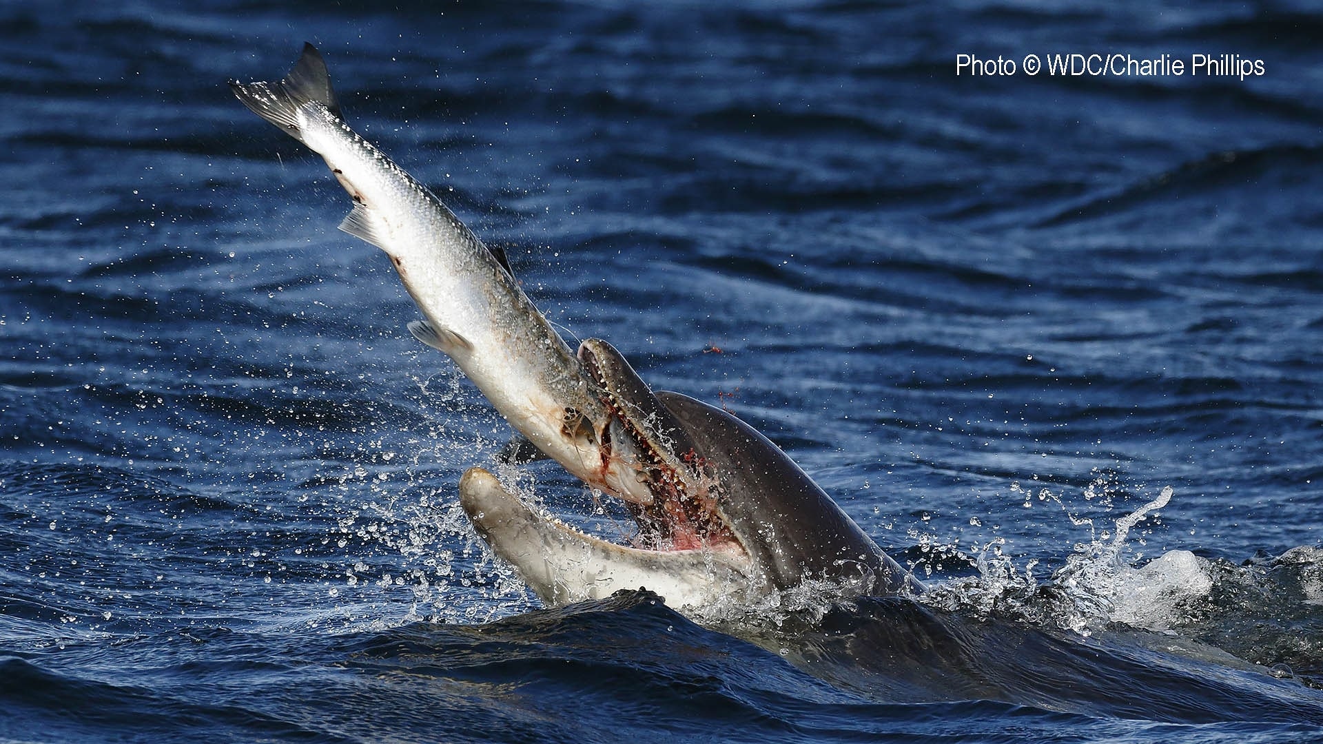 What Do Bottlenose Dolphins Eat 