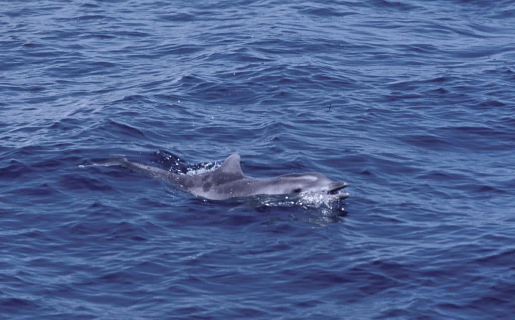 rough-toothed dolphin - whale and dolphin