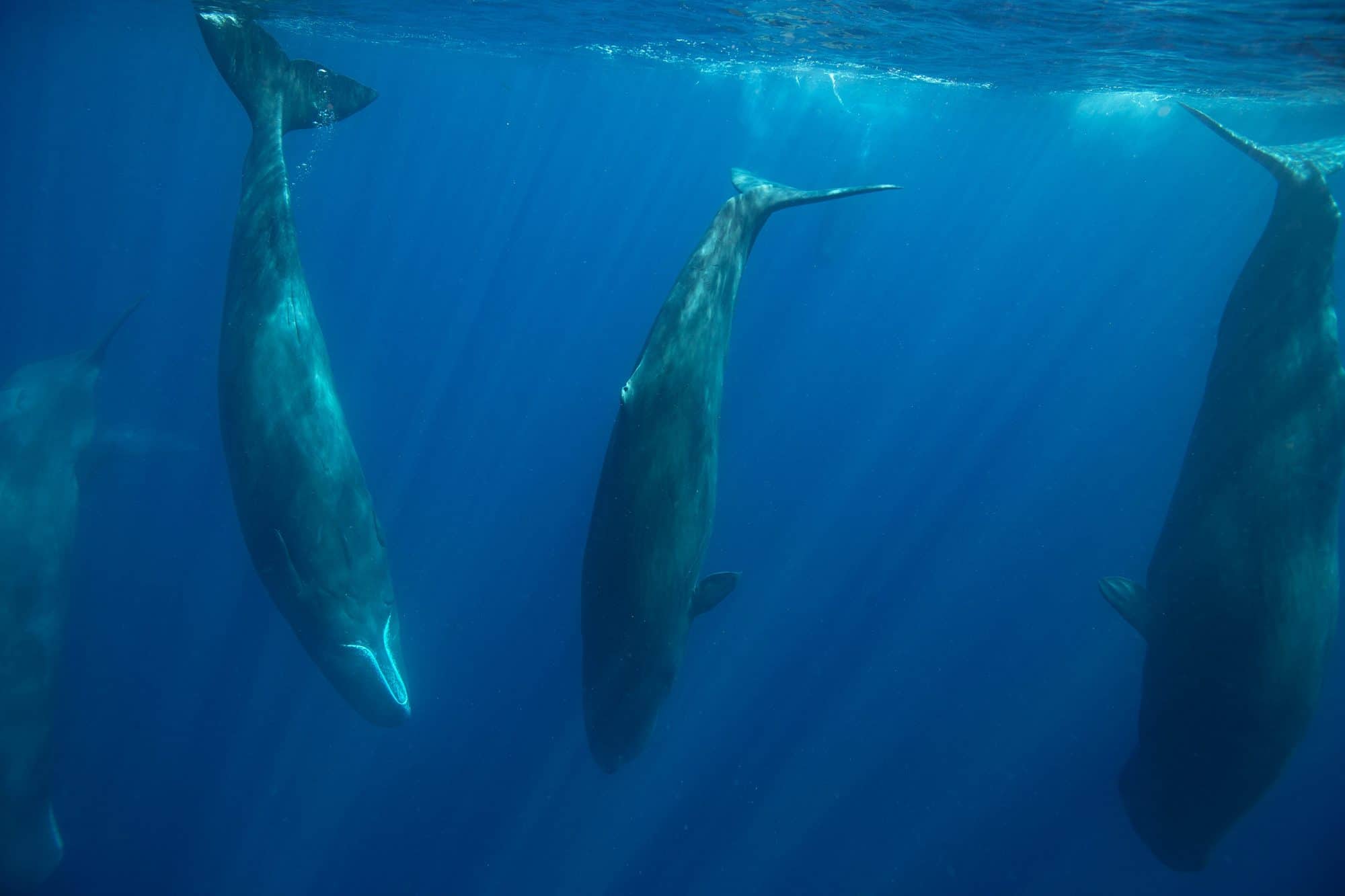 A magical sperm whale encounter