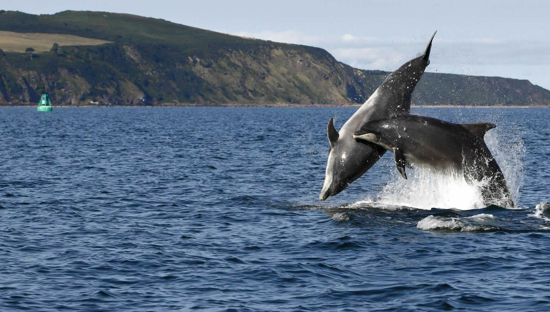 Watch dolphins 'talk' to each other to synchronize their behaviors, Science