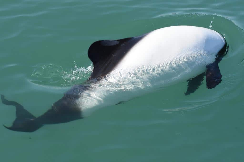 A beautiful Commerson's dolphin
