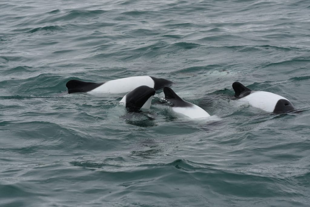 A group of Commerson's dolphins