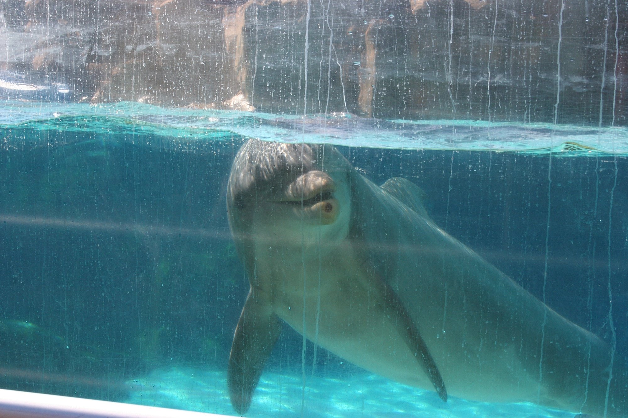 Bottlenose dolphin in captivity