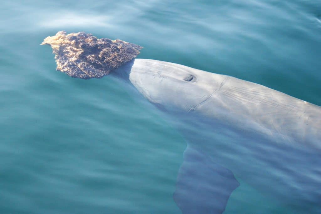 This dolphin is using a sponge to forage (S. Allen, Shark Bay Dolphin Research)