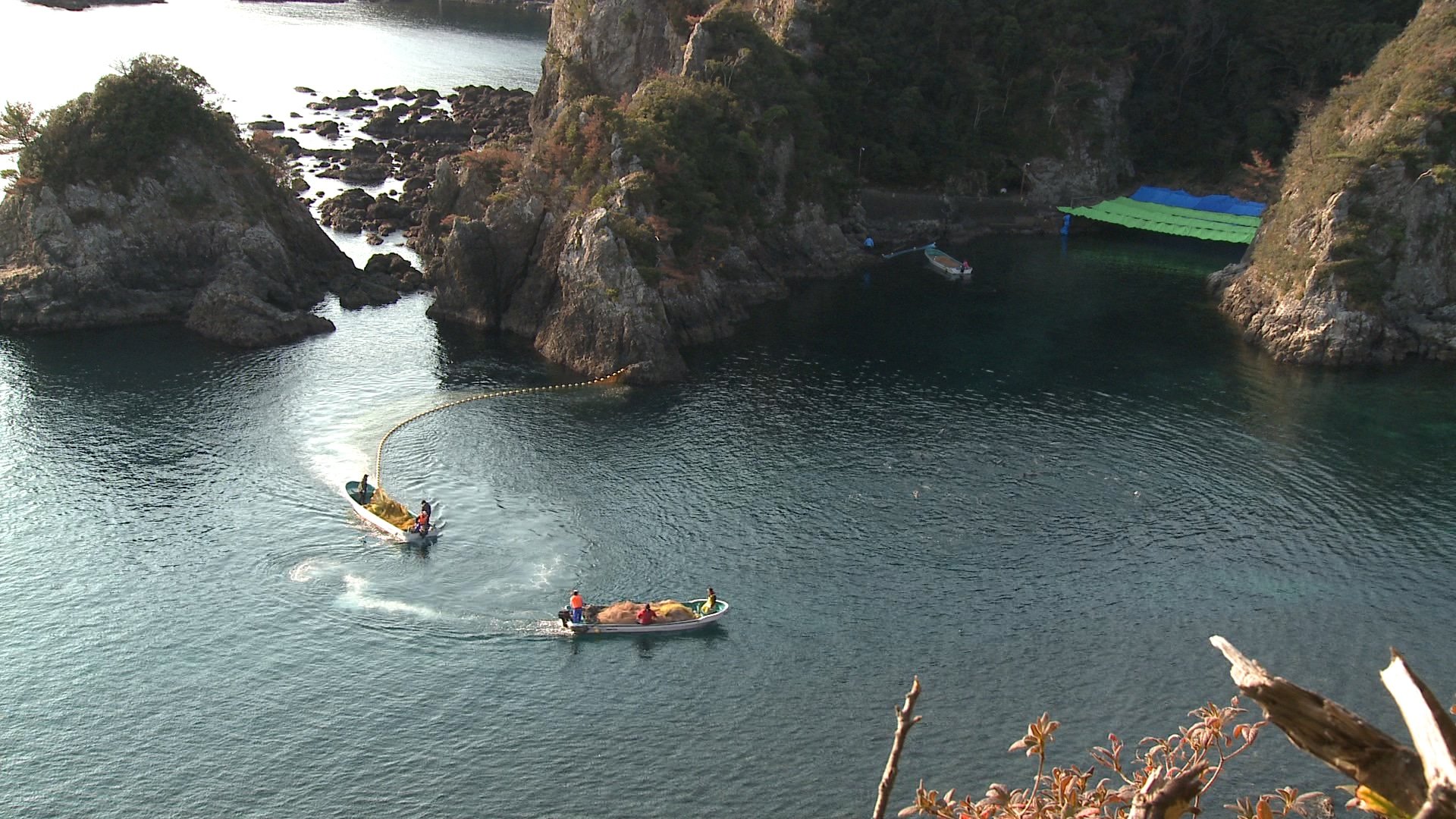 This is the cove in Taiji, Japan. Dolphins are herded into the area that is section off with tarpaulin
