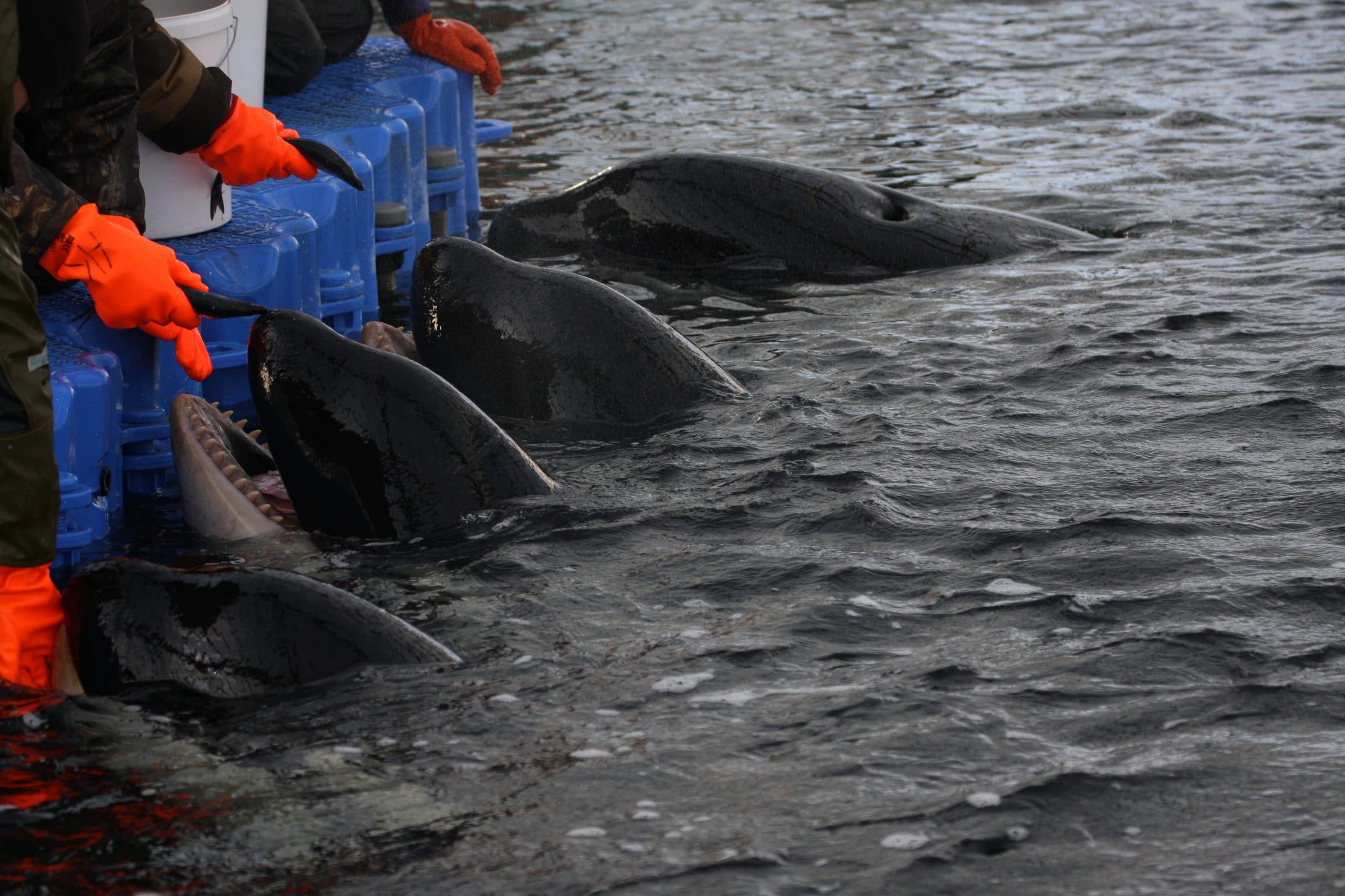 Orcas are crammed together in sickening conditions