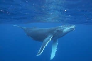 Beautiful humpback whale at surface