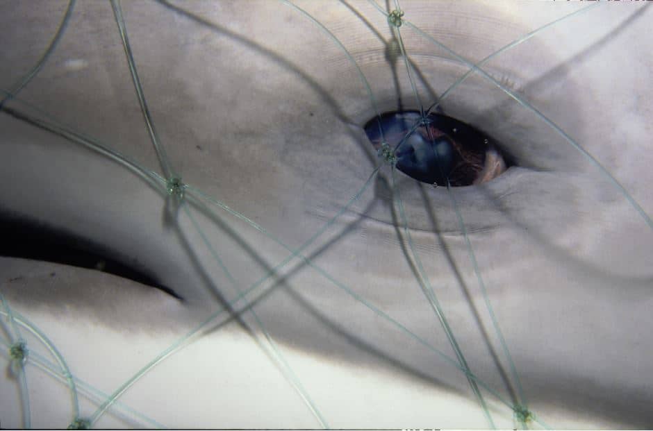 A dolphin trapped in a fishing net