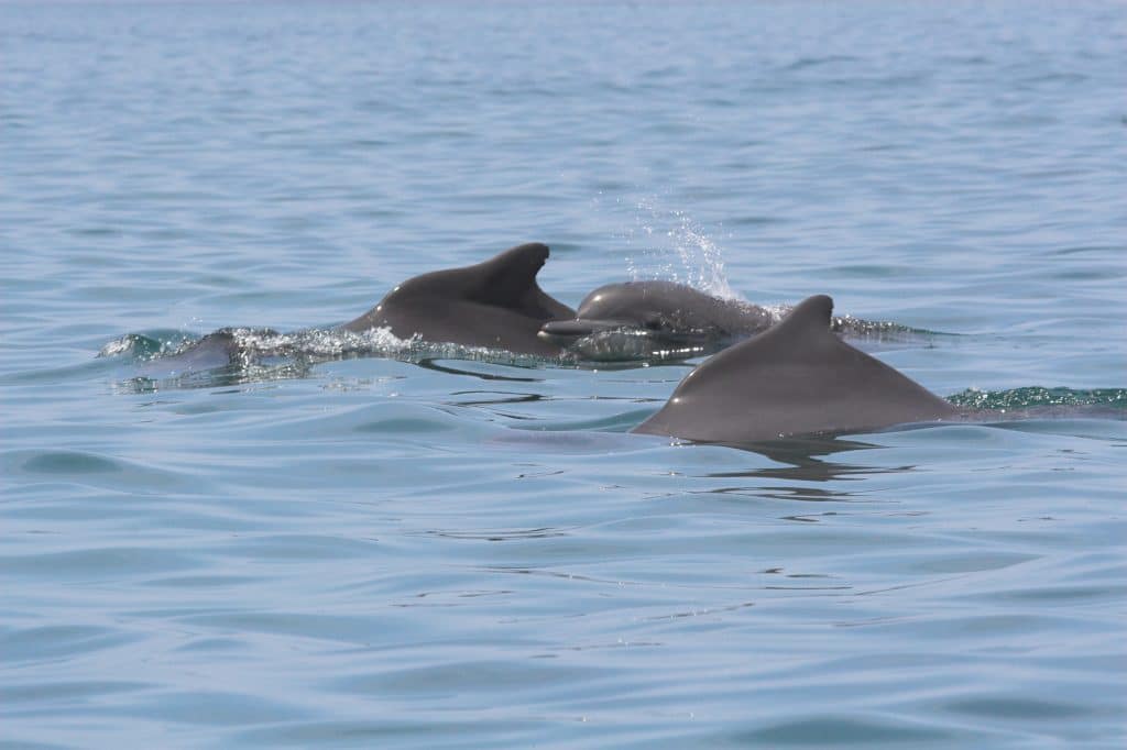 A group of Atlantic humpback dolphins
