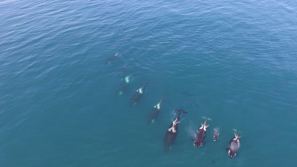 This is a group of the mammal-eating orcas I observed by drone.