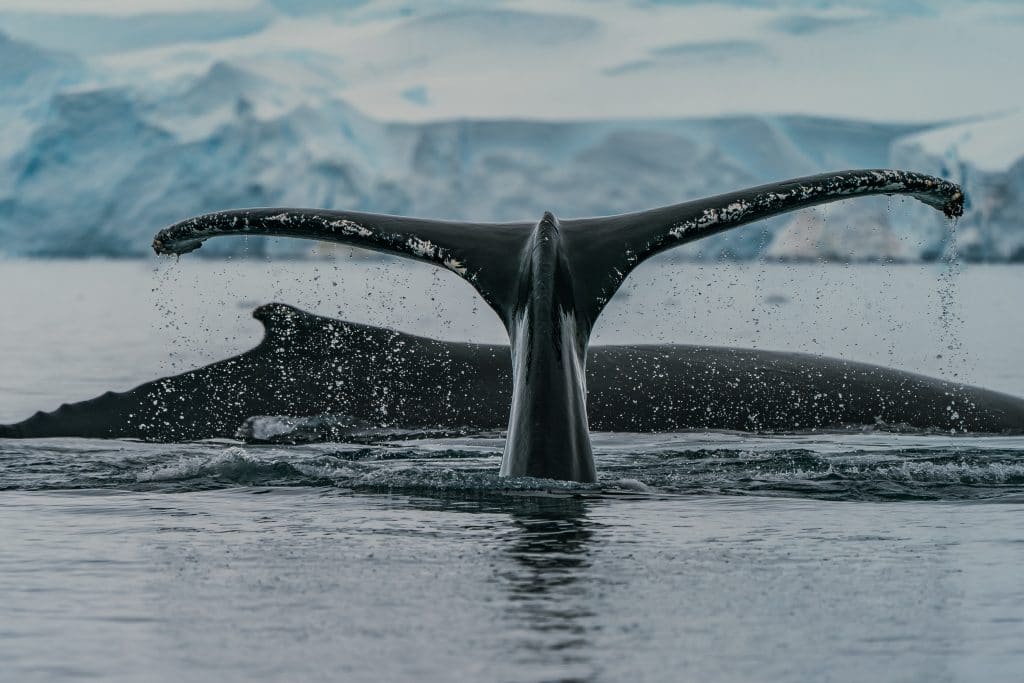 whale in antarctica Photo by Rod Long on Unsplash