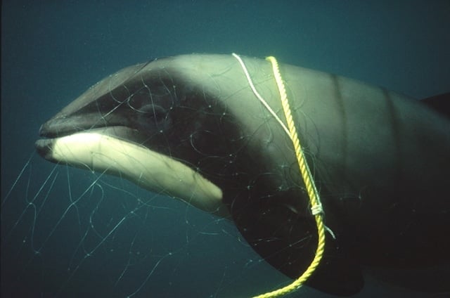 A New Zealand dolphin trapped in a net