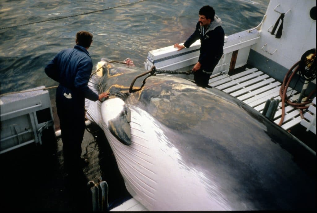 How many whales were killed in norway in 2020? - Whale and Dolphin