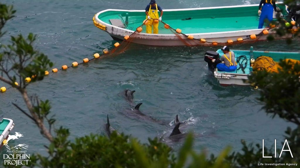 Taiji dolphins and boats 2 LIA and Dolphin Project