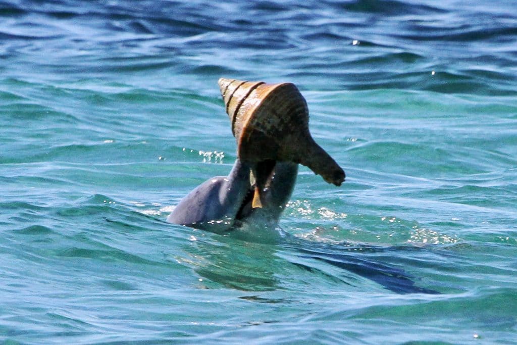 Dolphin holding a shell used as a tool