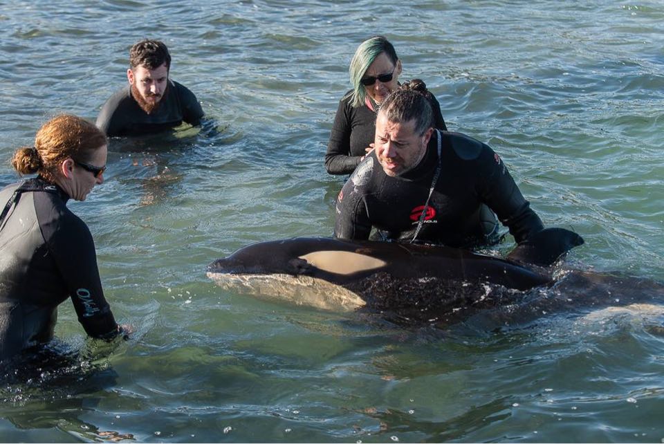 Rescuing an stranded orca calf in New Zealand