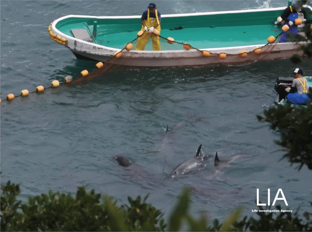 Hunters coralling Risso's dolphins in Taiji © ngo-lia.org