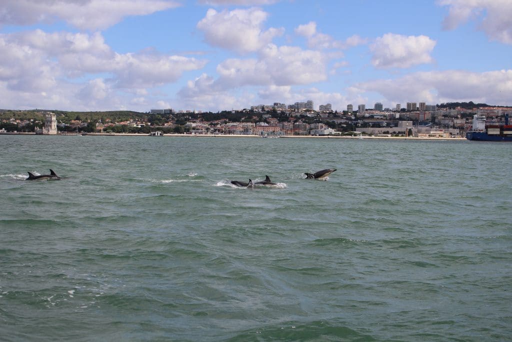 Dolphins returned to the river because we gave them a chance