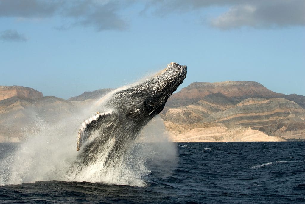 We need to give whales the chance to thrive ? Christopher Swann