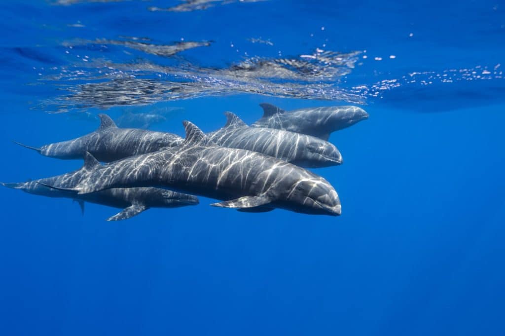 Melon headed whales prefer deep sub-tropical waters © Christopher Swann