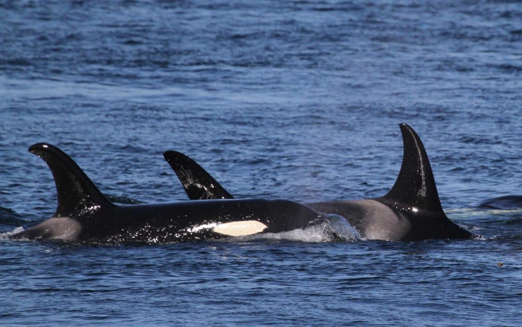 Holly the orca with her family