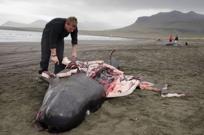 Pilot whale stranding in Iceland