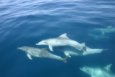 Bottlenose dolphins swimming wild and free