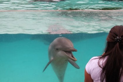 dolphin_interaction4_seaworld