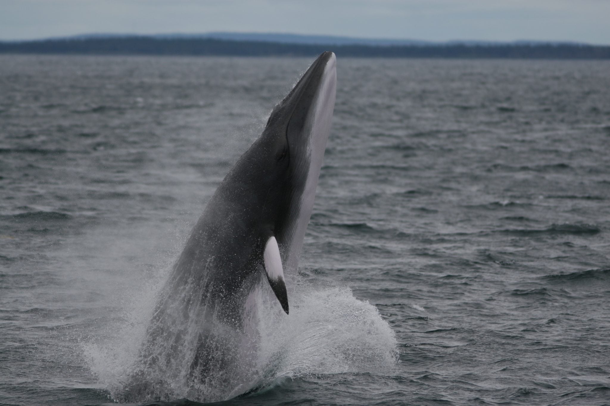A minke whale breaches