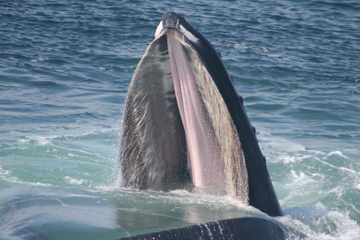 Humpback whale mouth