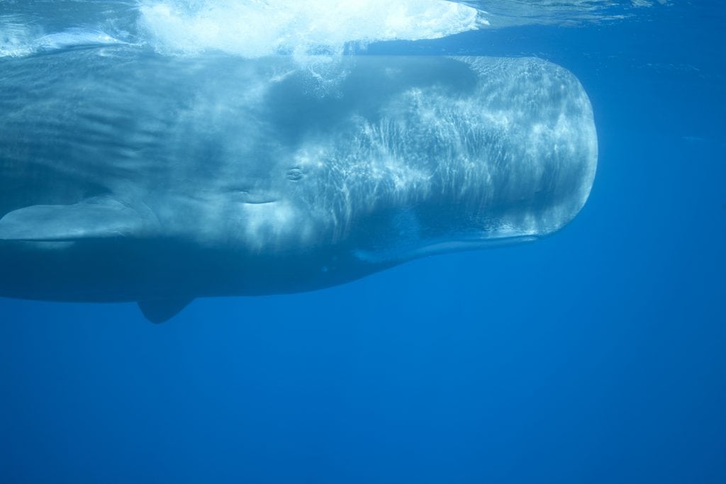 Sperm whales have the largest brain of any species.
