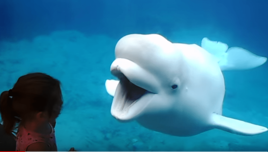 A beluga whale at Mystic Aquarium