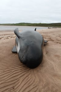 A stranded pilot whale