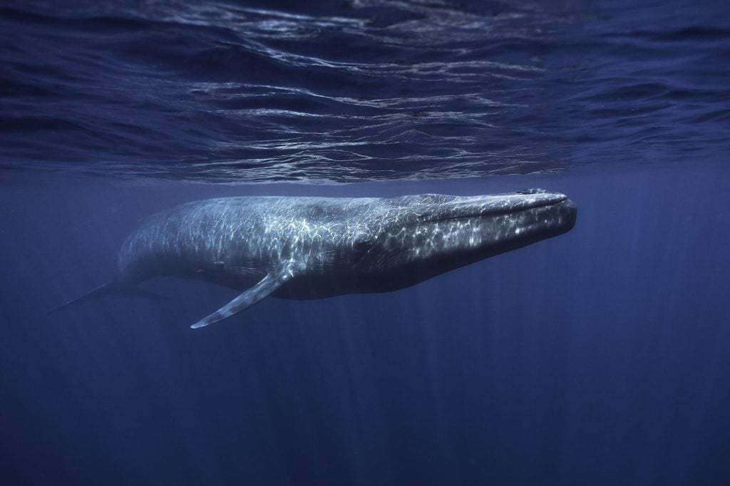 Blue whale © Andrew Sutton