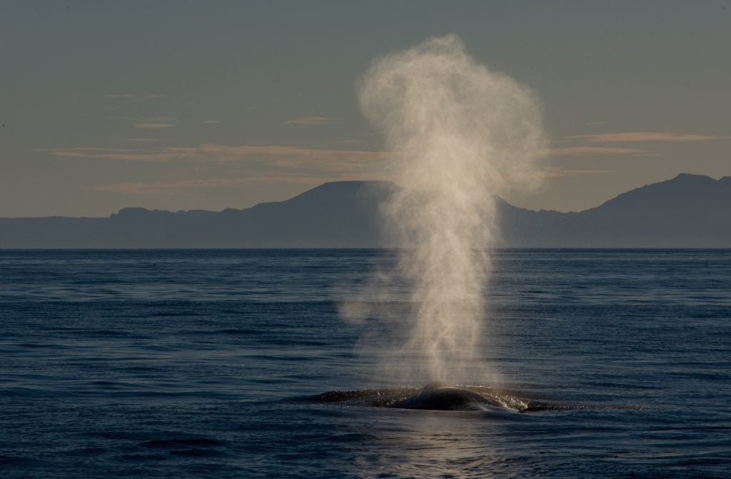 Blow of a blue whale