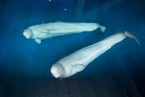 Beluga whales - Little Grey and Little White