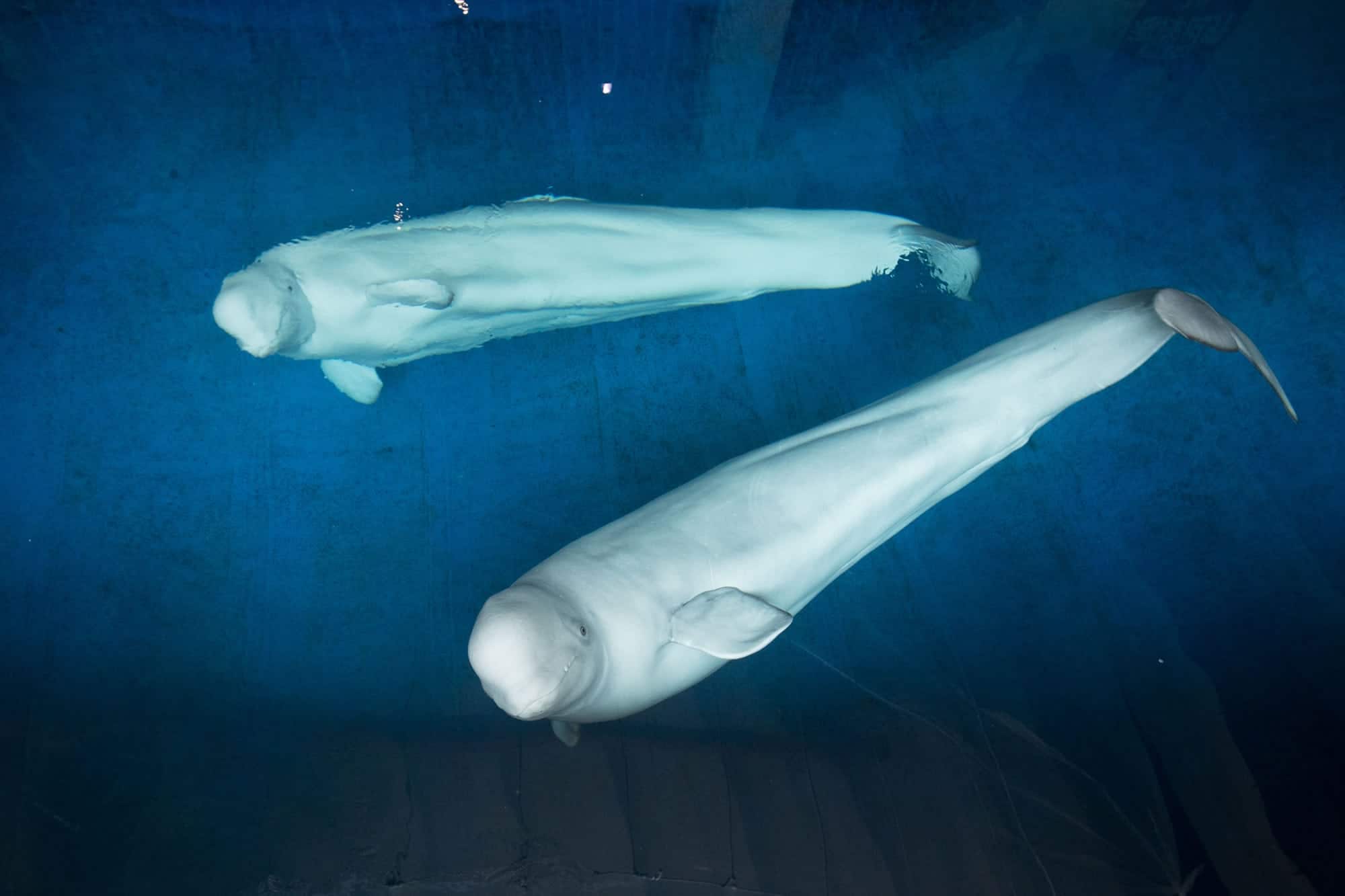 animal planet beluga whales