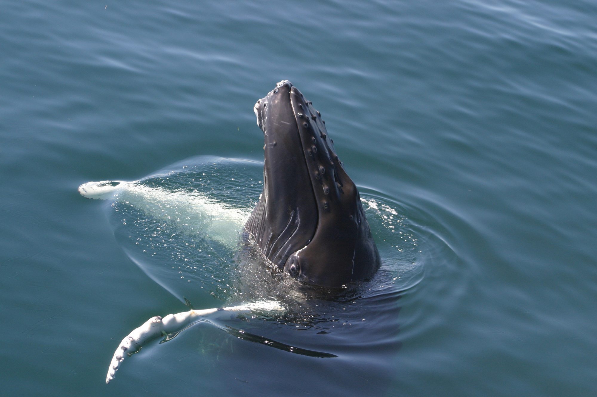 humpback-whale-whale-and-dolphin-conservation