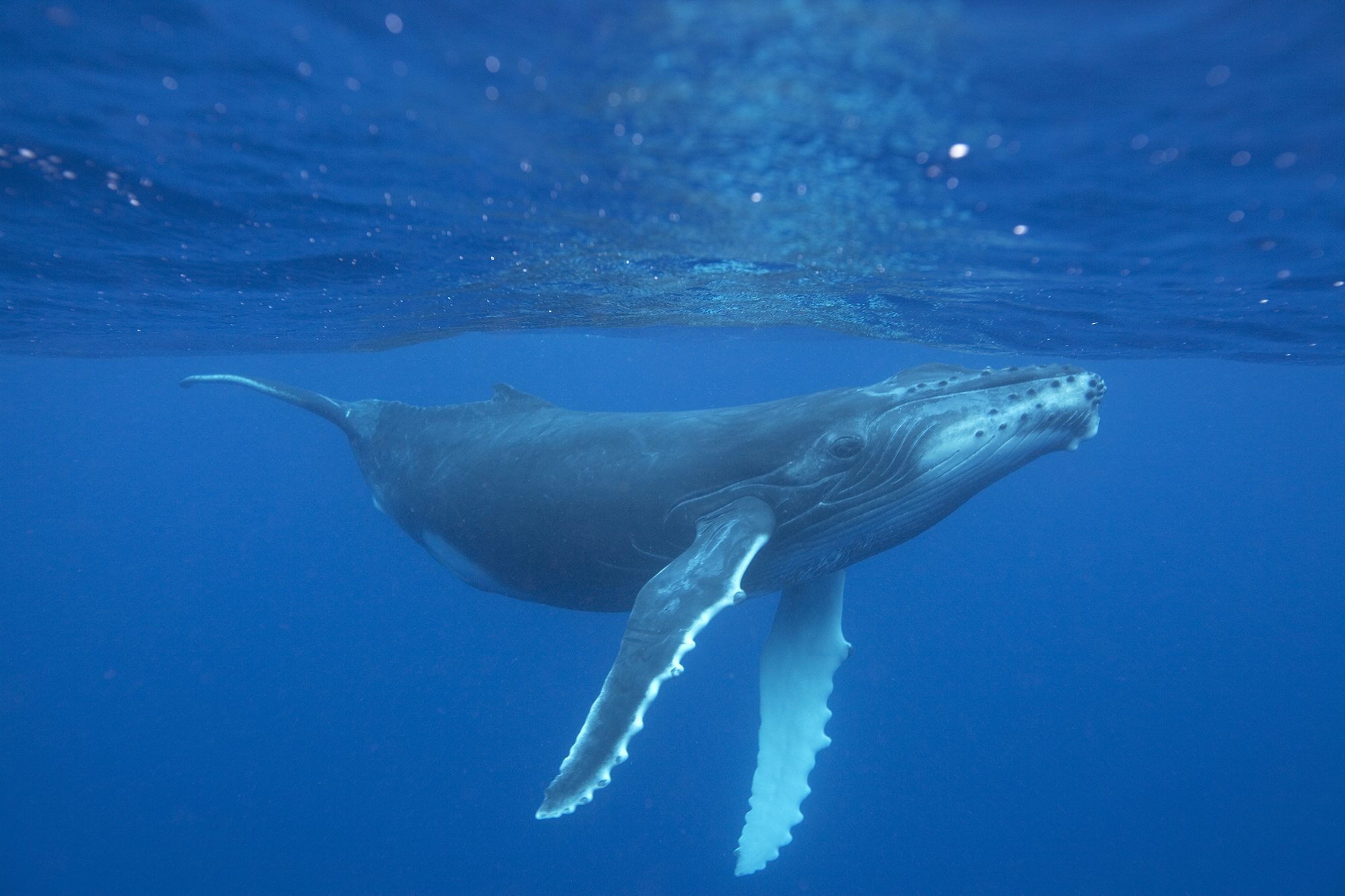 Make a donation - Whale and Dolphin Conservation
