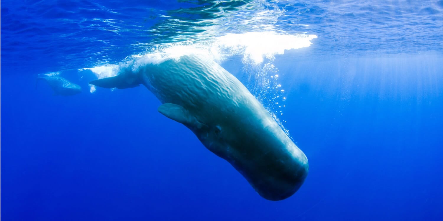 Sperm whales have large brains © Douglas Hoffman