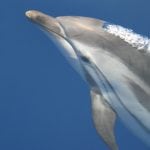 Striped dolphin © Luke Rendell