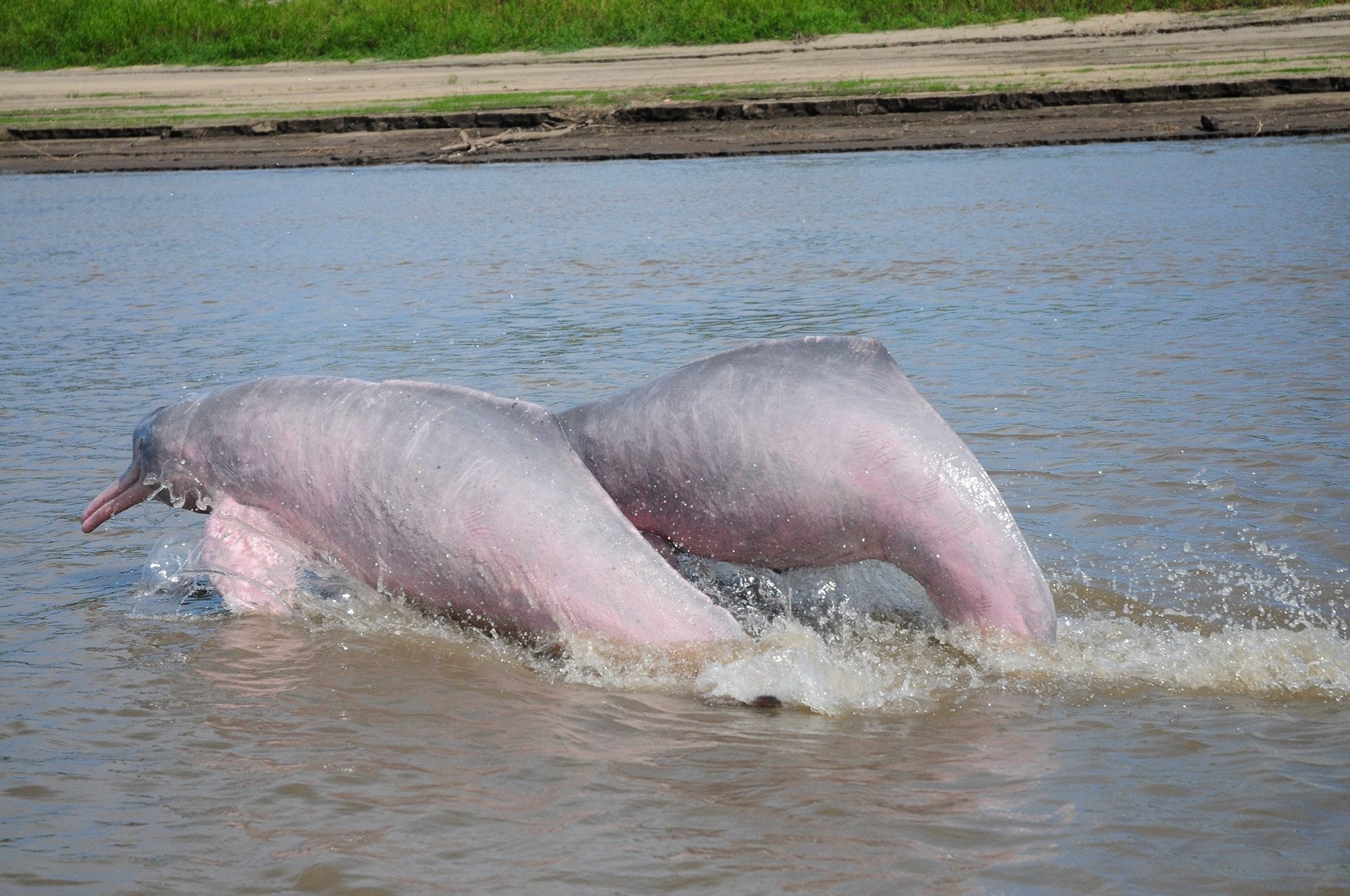 The  river dolphin, - Whale and Dolphin Conservation