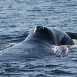 Bowhead whale © Alan Airey