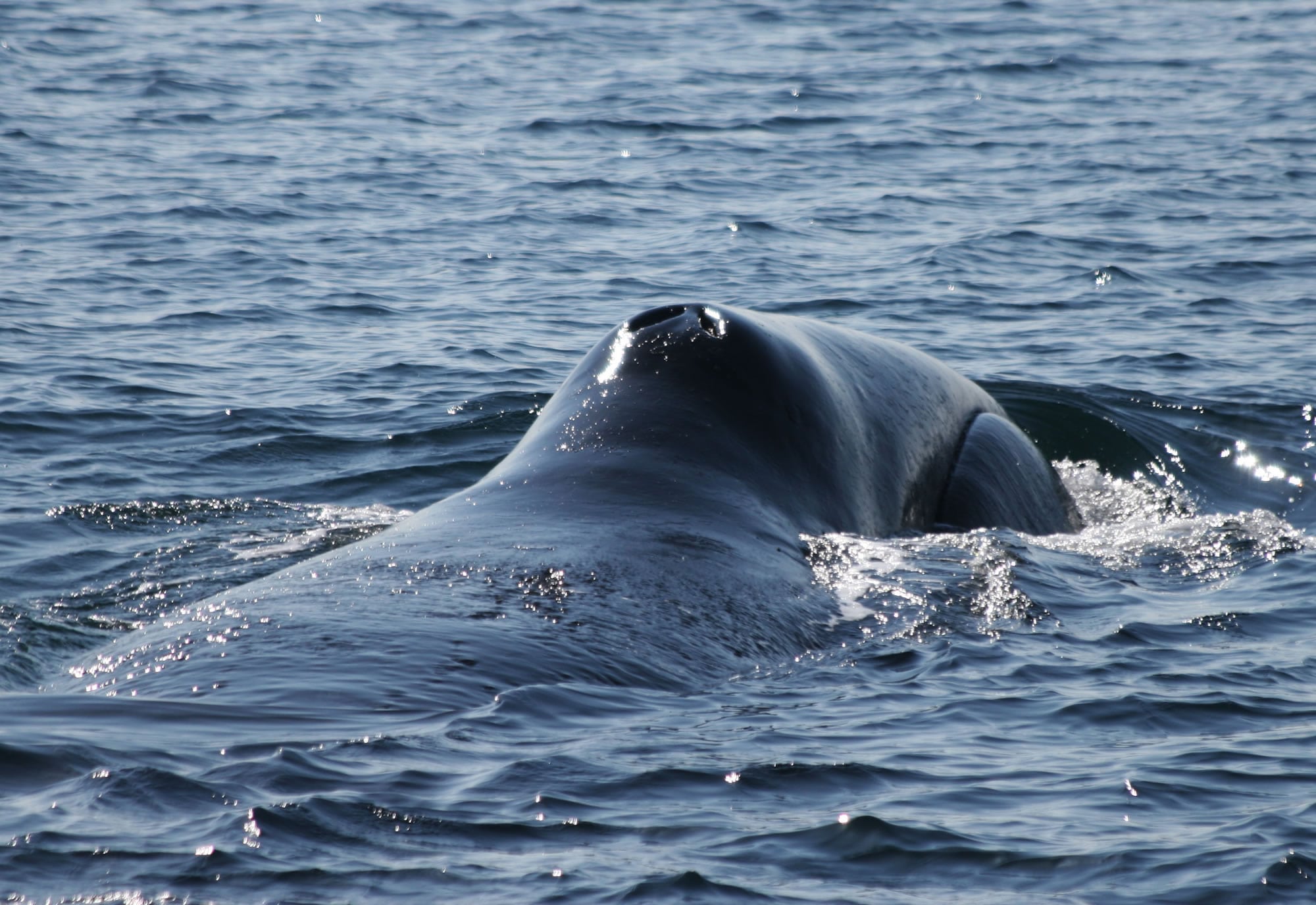 Bowhead whale - Whale and Dolphin Conservation