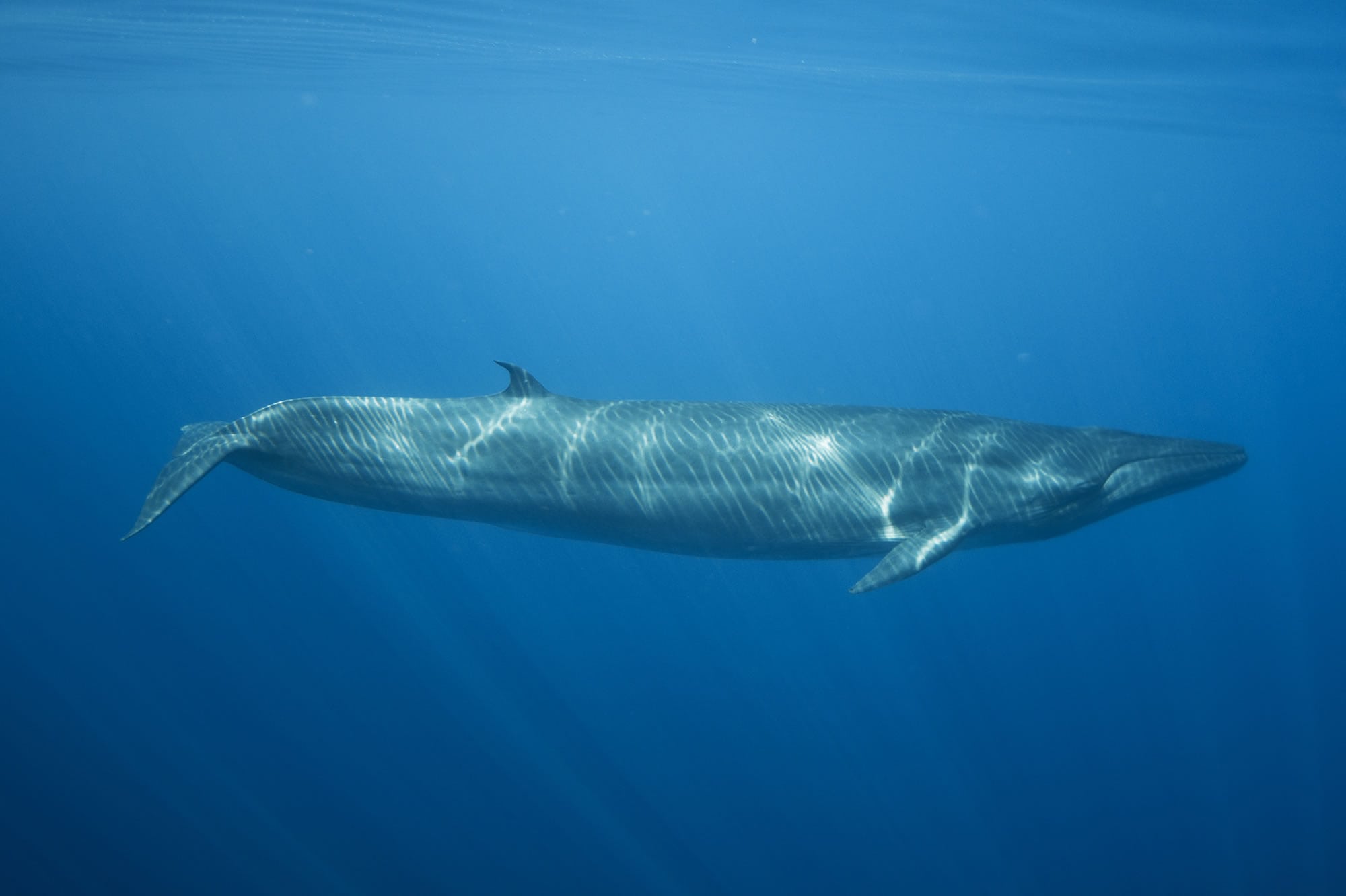Bryde's whale © Jirayu Tour Ekkul