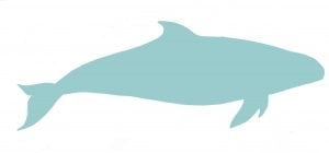 False killer whale illustration