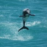New Zealand dolphin © Areva