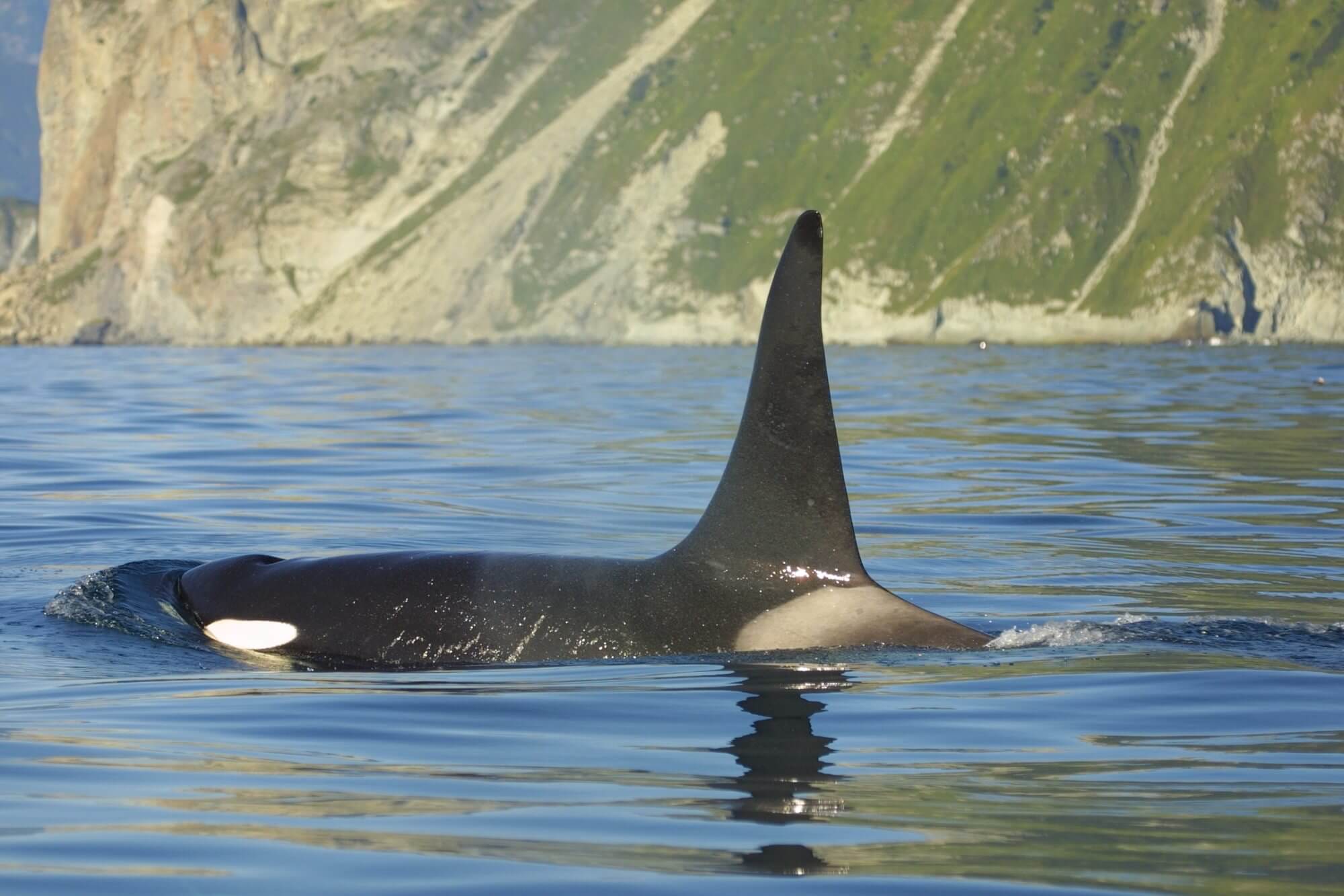 Facts about orcas (killer whales)