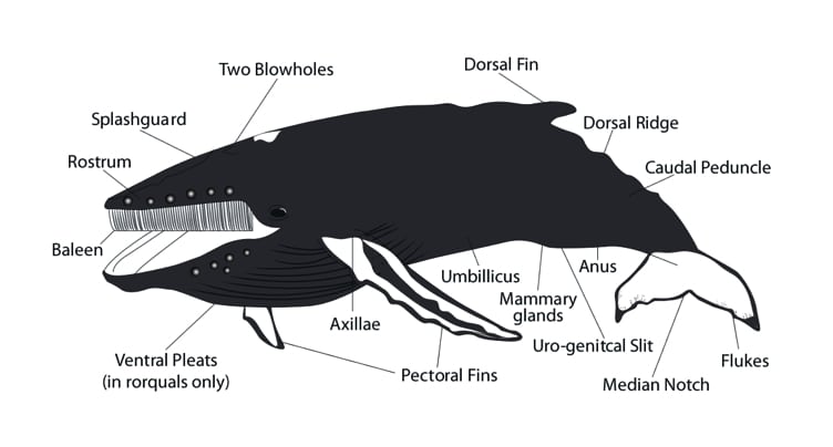 Whale anatomy