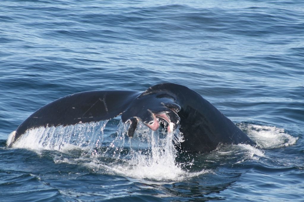 Whale tail injured in collision with a vessel